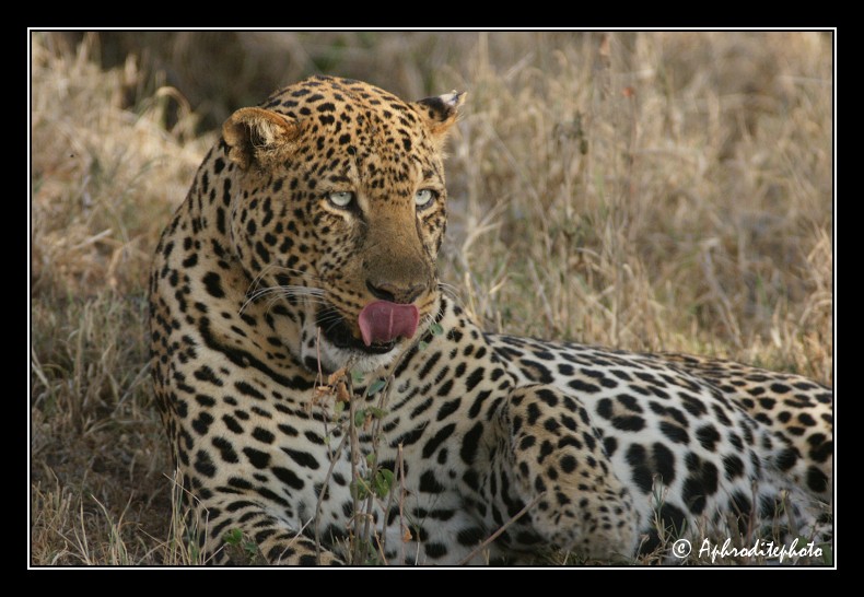 27 Safari Kenya